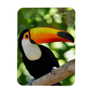 Magnet Flexible Toucan