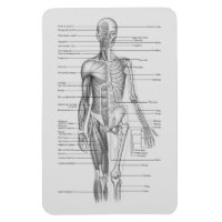 Toujours apprendre : Organigramme de l'anatomie du