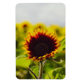 Magnet Flexible Tournesol (Vertical)