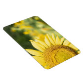 Magnet Flexible Tournesol (Côté Droit)