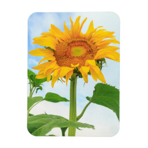 Magnet Flexible Tournesol, jardin communautaire, Moses Lake, WA, É