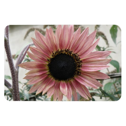 Magnet Flexible Tournesol rose pâle (Horizontal)