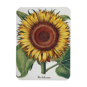 Magnet Flexible Tournesol Vintage Damas Fleur Art