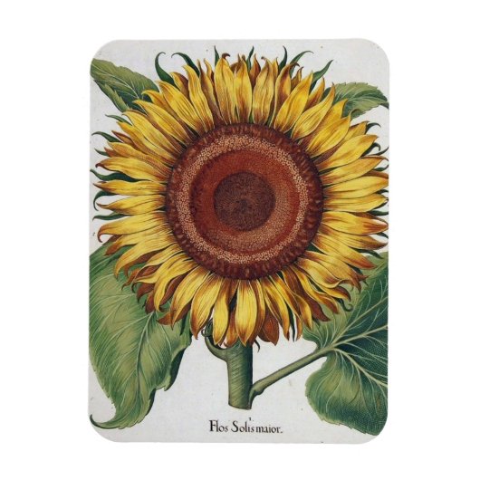 Magnet Flexible Tournesol Vintage Damas Fleur Art (Vertical)