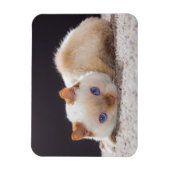 Magnet Flexible Trident l'aimant de chat (Vertical)