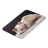 Magnet Flexible Trident l'aimant de chat (Côté Gauche)