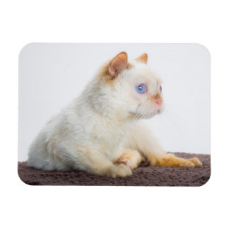 Magnet Flexible Trident l'aimant de chat 02