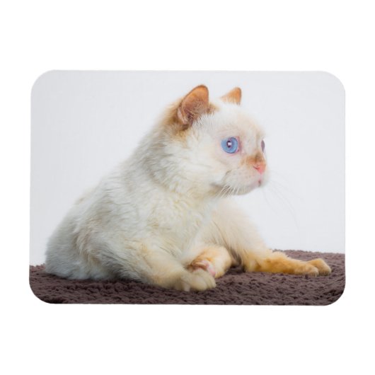 Magnet Flexible Trident l'aimant de chat 02 (Horizontal)