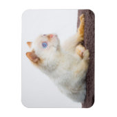 Magnet Flexible Trident l'aimant de chat 02 (Vertical)