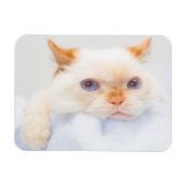 Magnet Flexible Trident l'aimant de chat 03 (Horizontal)