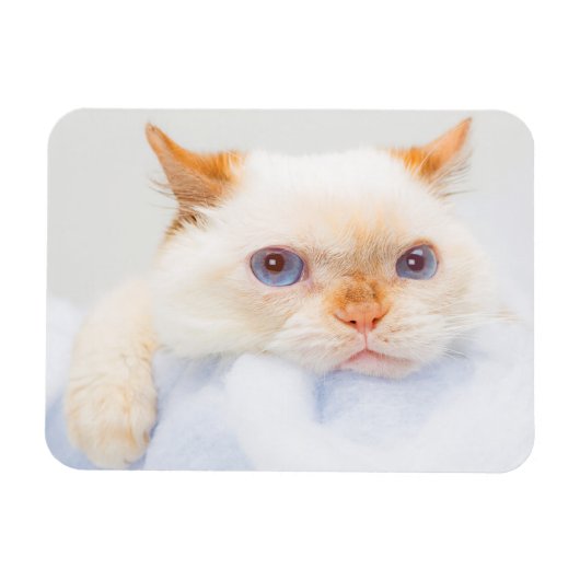 Magnet Flexible Trident l'aimant de chat 03 (Horizontal)