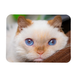 Magnet Flexible Trident l'aimant de chat 04