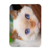 Magnet Flexible Trident l'aimant de chat 04 (Vertical)