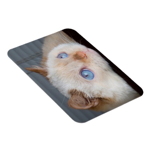 Magnet Flexible Trident l'aimant de chat 06 (Côté Droit)