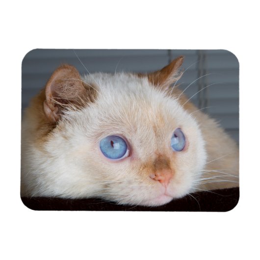 Magnet Flexible Trident l'aimant de chat 06 (Horizontal)