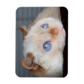 Magnet Flexible Trident l'aimant de chat 06 (Vertical)