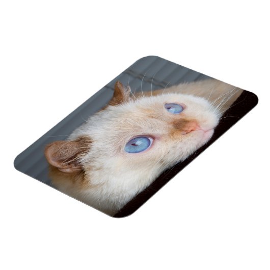 Magnet Flexible Trident l'aimant de chat 06 (Côté Gauche)