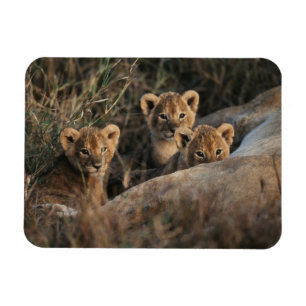 Magnet Flexible Trio de bébés Lions âgés de six semaines assis