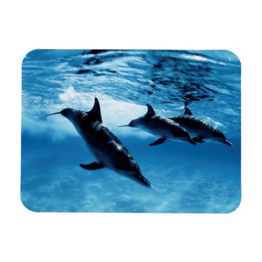 Magnet Flexible Trio de dauphins (Horizontal)
