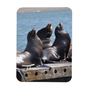 Magnet Flexible Trio de lions de mer qui dorment dans le soleil
