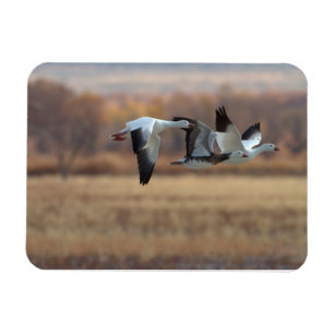 Magnet Flexible Trio D'Oies