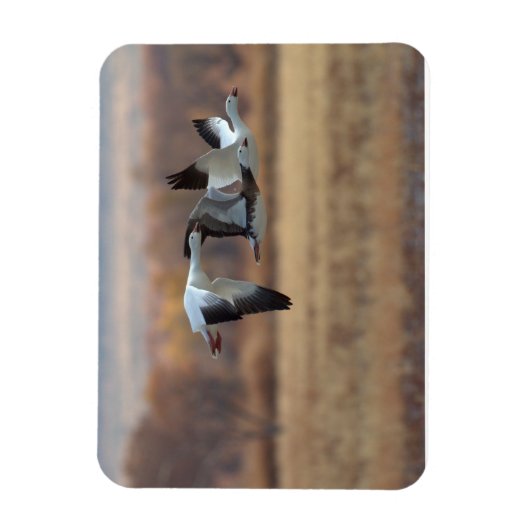 Magnet Flexible Trio D'Oies (Vertical)