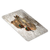 Magnet Flexible Trio mignon de Teals à ailes vertes (Côté Droit)