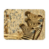 Magnet Flexible trio zèbre (Horizontal)
