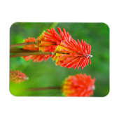 Magnet Flexible Tritome (Kniphofia Uvaria), Cap-Occidental (Horizontal)