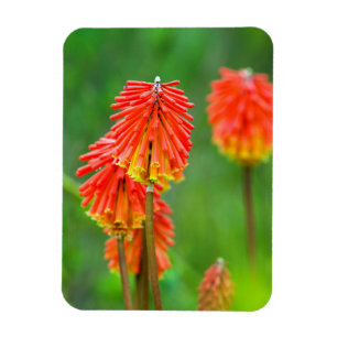 Magnet Flexible Tritome (Kniphofia Uvaria), Cap-Occidental