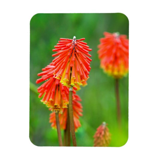 Magnet Flexible Tritome (Kniphofia Uvaria), Cap-Occidental (Vertical)