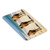 Magnet Flexible Trois chameaux sur la plage à Mombasa Kenya (Côté Droit)