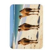 Magnet Flexible Trois chameaux sur la plage à Mombasa Kenya (Vertical)