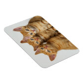 Magnet Flexible Trois chatons au gingembre mignon côte à côte (Côté Droit)