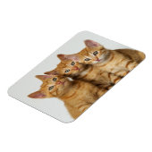 Magnet Flexible Trois chatons au gingembre mignon côte à côte (Côté Gauche)