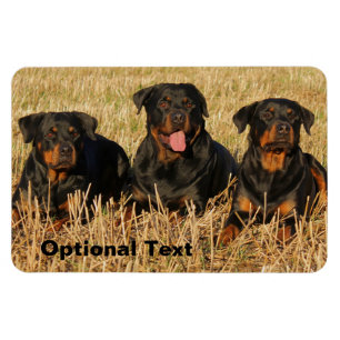 Magnet Flexible Trois chiens Rottweiler - Pack de Rotties