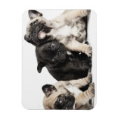 Magnet Flexible Trois Chiots Carlins (Vertical)