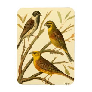 Magnet Flexible Trois oiseaux domestiques perchés sur une branche