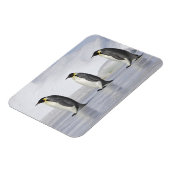 Magnet Flexible Trois pingouins empereurs, île de Snow Hill (Côté Gauche)