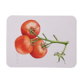 Magnet Flexible Trois tomates sur la vigne 1997 (Horizontal)