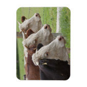 Magnet Flexible Trois vaches dans une ligne (Vertical)