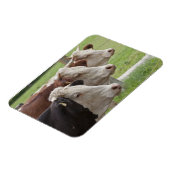 Magnet Flexible Trois vaches dans une ligne (Côté Gauche)