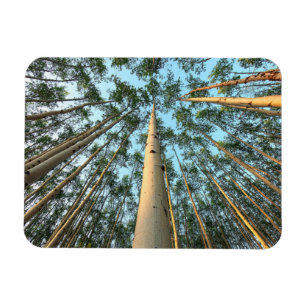 Magnet Flexible Troncs et feuilles de tremble, Yukon