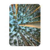 Magnet Flexible Troncs et feuilles de tremble, Yukon (Vertical)