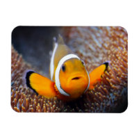 Tropcal reef fish