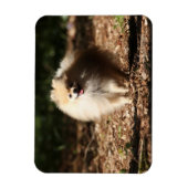 Magnet Flexible Trot de Poméranie en Feuille déchu (Vertical)