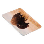 Magnet Flexible Troupeau De Bison Américain (Bison Bison) À Teton  (Côté Droit)