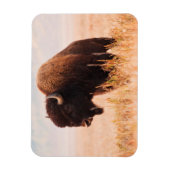 Magnet Flexible Troupeau De Bison Américain (Bison Bison) À Teton  (Vertical)