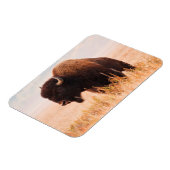 Magnet Flexible Troupeau De Bison Américain (Bison Bison) À Teton  (Côté Gauche)