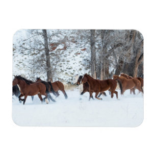 Magnet Flexible Troupeau de chevaux courant dans la neige